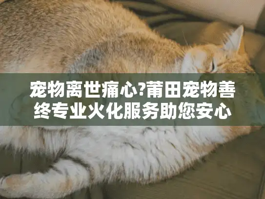 宠物离世痛心?莆田宠物善终专业火化服务助您安心
