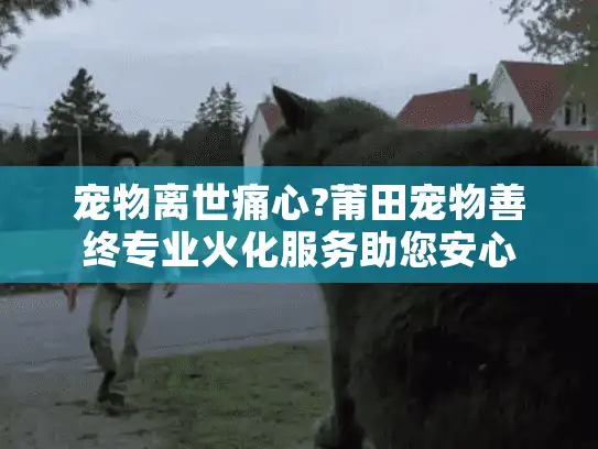 宠物离世痛心?莆田宠物善终专业火化服务助您安心
