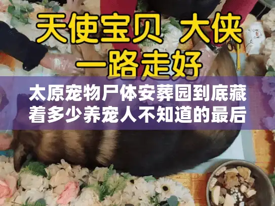 太原宠物尸体安葬园到底藏着多少养宠人不知道的最后体面？