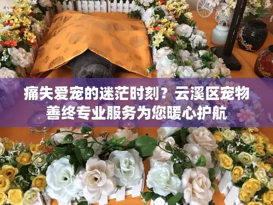 痛失爱宠的迷茫时刻？云溪区宠物善终专业服务为您暖心护航