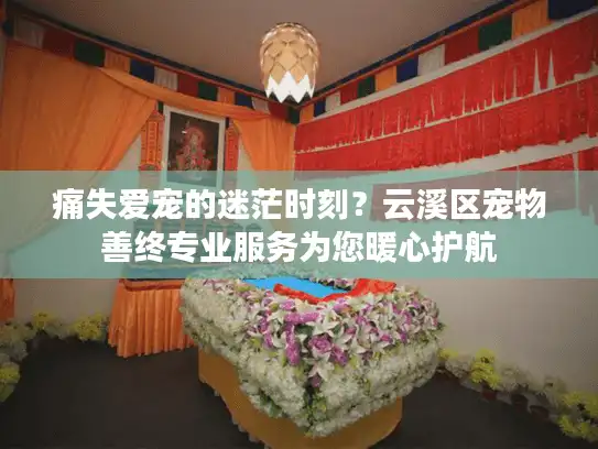 痛失爱宠的迷茫时刻？云溪区宠物善终专业服务为您暖心护航