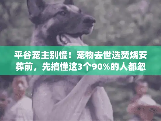 平谷宠主别慌！宠物去世选焚烧安葬前，先搞懂这3个90%的人都忽略的真相