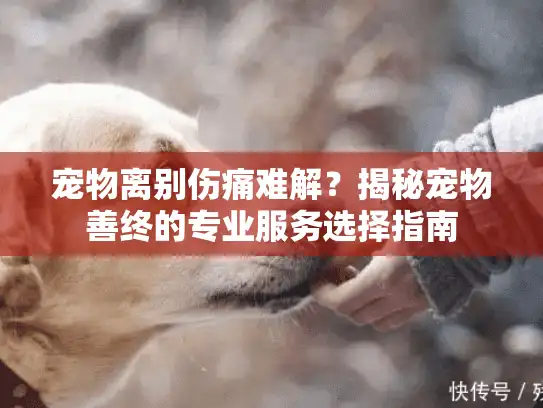 宠物离别伤痛难解？揭秘宠物善终的专业服务选择指南