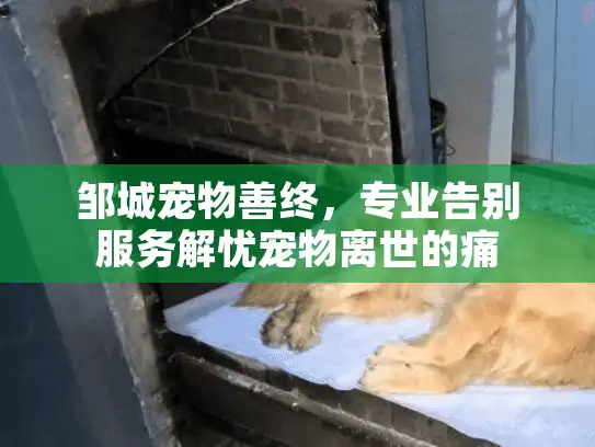 邹城宠物善终，专业告别服务解忧宠物离世的痛