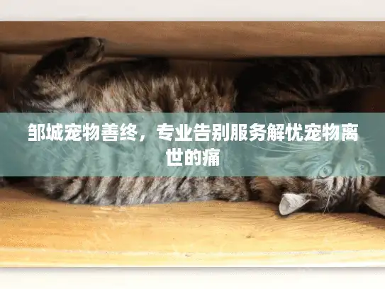 邹城宠物善终，专业告别服务解忧宠物离世的痛