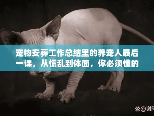 宠物安葬工作总结里的养宠人最后一课，从慌乱到体面，你必须懂的痛点与真相