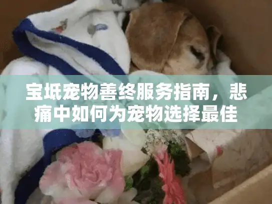 宝坻宠物善终服务指南，悲痛中如何为宠物选择最佳安息地？