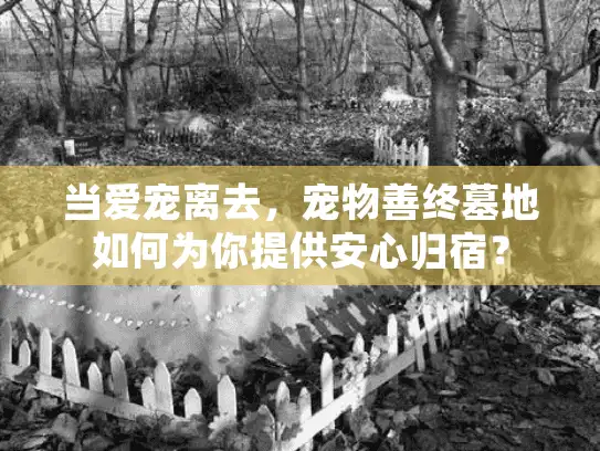 当爱宠离去，宠物善终墓地如何为你提供安心归宿？