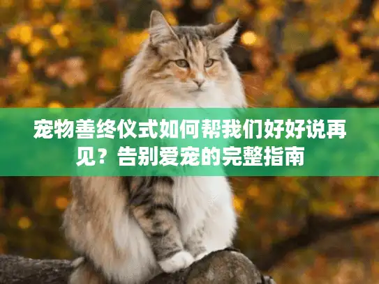 宠物善终仪式如何帮我们好好说再见？告别爱宠的完整指南