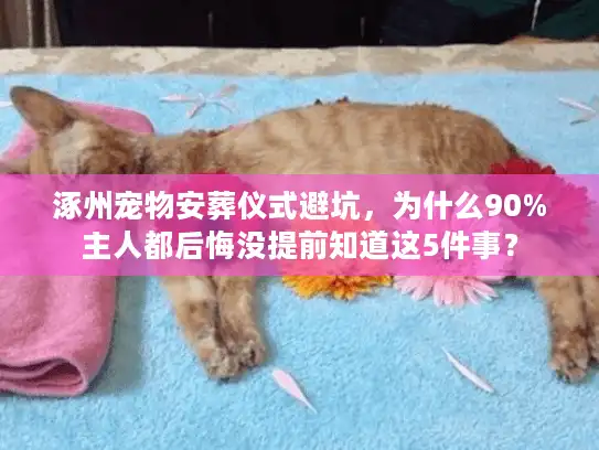 涿州宠物安葬仪式避坑，为什么90%主人都后悔没提前知道这5件事？