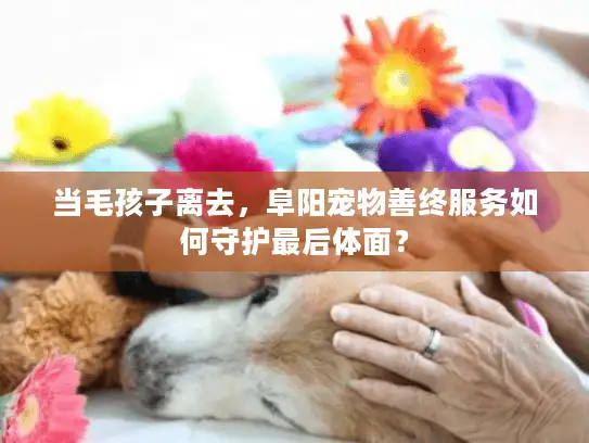 当毛孩子离去，阜阳宠物善终服务如何守护最后体面？