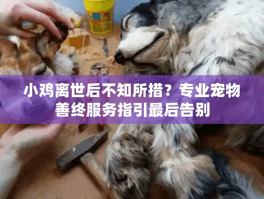 小鸡离世后不知所措？专业宠物善终服务指引最后告别