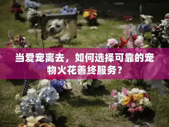 当爱宠离去，如何选择可靠的宠物火花善终服务？