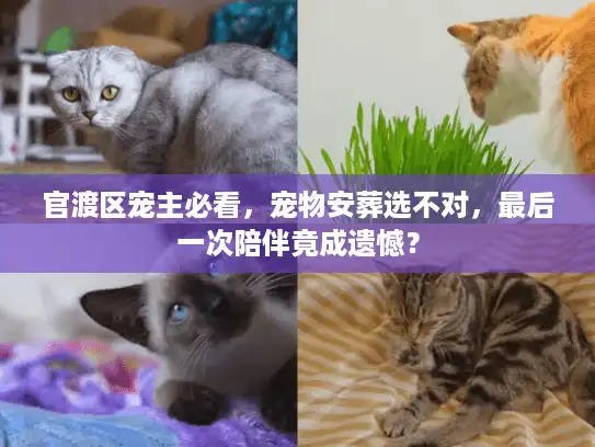 官渡区宠主必看，宠物安葬选不对，最后一次陪伴竟成遗憾？