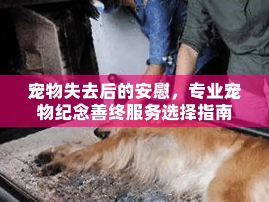 宠物失去后的安慰，专业宠物纪念善终服务选择指南