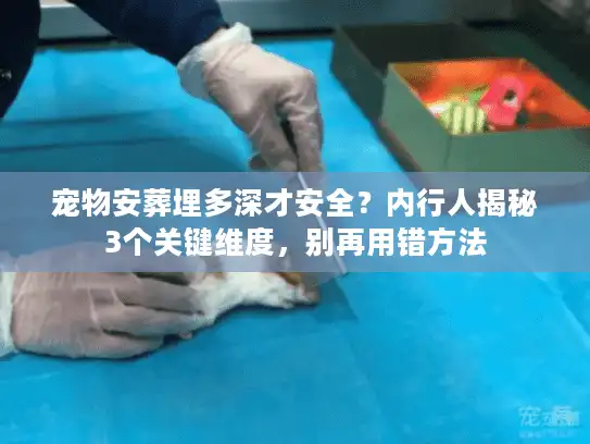 宠物安葬埋多深才安全？内行人揭秘3个关键维度，别再用错方法