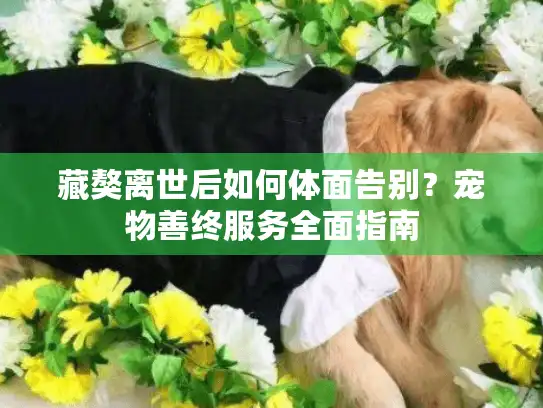 藏獒离世后如何体面告别？宠物善终服务全面指南