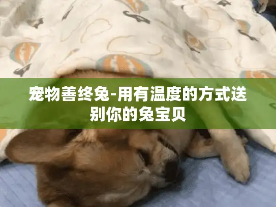 宠物善终兔-用有温度的方式送别你的兔宝贝