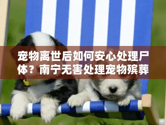 宠物离世后如何安心处理尸体？南宁无害处理宠物殡葬服务指南