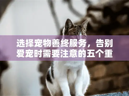 选择宠物善终服务，告别爱宠时需要注意的五个重要事项