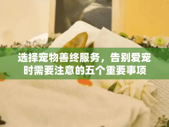 选择宠物善终服务，告别爱宠时需要注意的五个重要事项