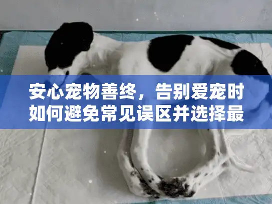 安心宠物善终，告别爱宠时如何避免常见误区并选择最佳服务？