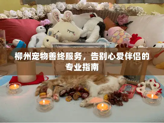 柳州宠物善终服务，告别心爱伴侣的专业指南