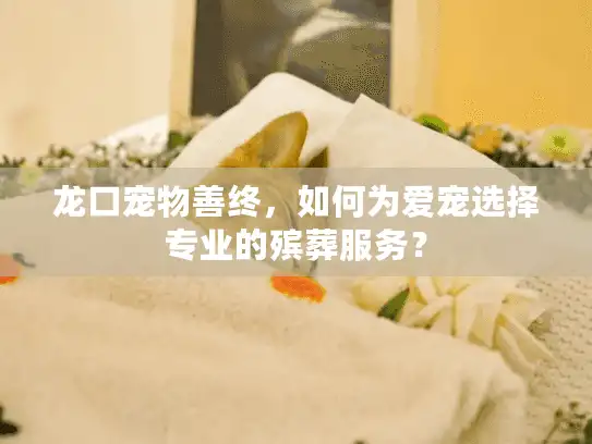 龙口宠物善终，如何为爱宠选择专业的殡葬服务？