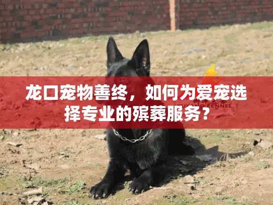 龙口宠物善终，如何为爱宠选择专业的殡葬服务？