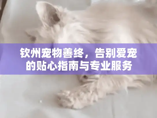钦州宠物善终，告别爱宠的贴心指南与专业服务