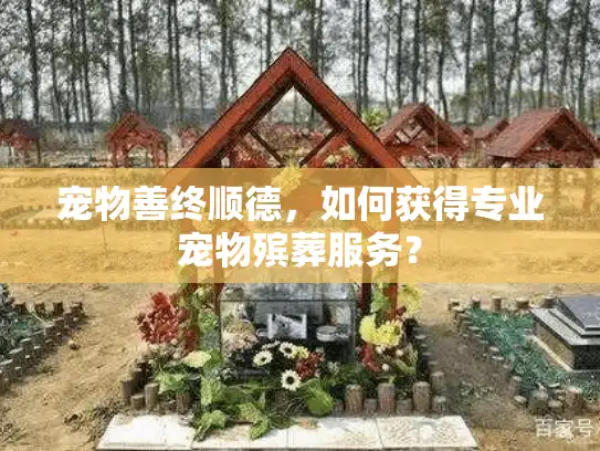 宠物善终顺德，如何获得专业宠物殡葬服务？