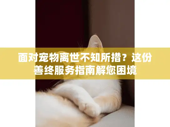 面对宠物离世不知所措？这份善终服务指南解您困境