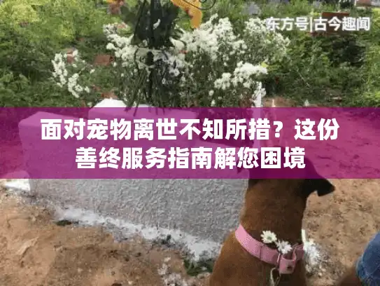面对宠物离世不知所措？这份善终服务指南解您困境