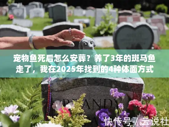 宠物鱼死后怎么安葬？养了3年的斑马鱼走了，我在2025年找到的4种体面方式