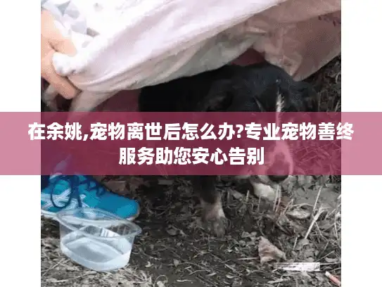 在余姚,宠物离世后怎么办?专业宠物善终服务助您安心告别