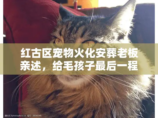 红古区宠物火化安葬老板亲述，给毛孩子最后一程，你最该注意这3件事