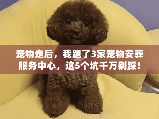 宠物走后，我跑了3家宠物安葬服务中心，这5个坑千万别踩！