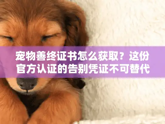 宠物善终证书怎么获取？这份官方认证的告别凭证不可替代