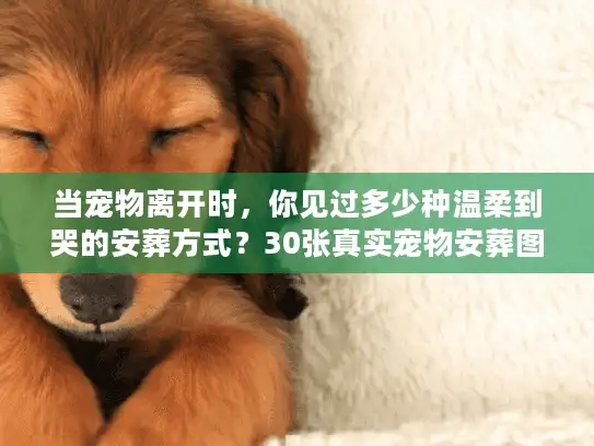 当宠物离开时，你见过多少种温柔到哭的安葬方式？30张真实宠物安葬图片里藏着的体面答案