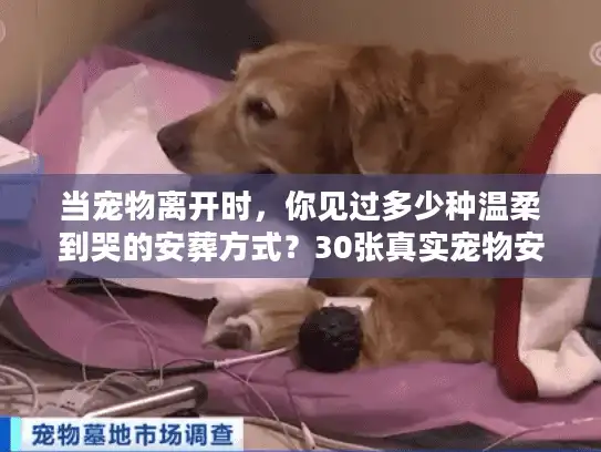 当宠物离开时，你见过多少种温柔到哭的安葬方式？30张真实宠物安葬图片里藏着的体面答案