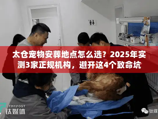 太仓宠物安葬地点怎么选？2025年实测3家正规机构，避开这4个致命坑