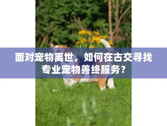 面对宠物离世，如何在古交寻找专业宠物善终服务？