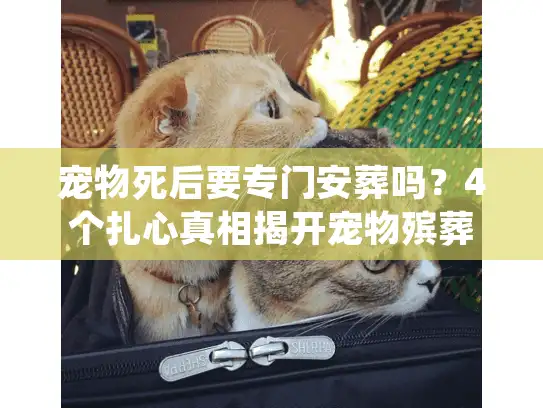 宠物死后要专门安葬吗？4个扎心真相揭开宠物殡葬的「必要」与「值得」