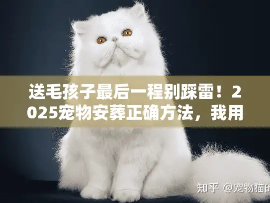 送毛孩子最后一程别踩雷！2025宠物安葬正确方法，我用3次经历换来了这些真相