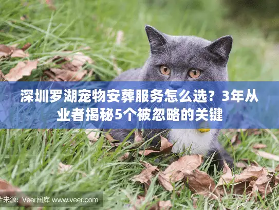 深圳罗湖宠物安葬服务怎么选？3年从业者揭秘5个被忽略的关键