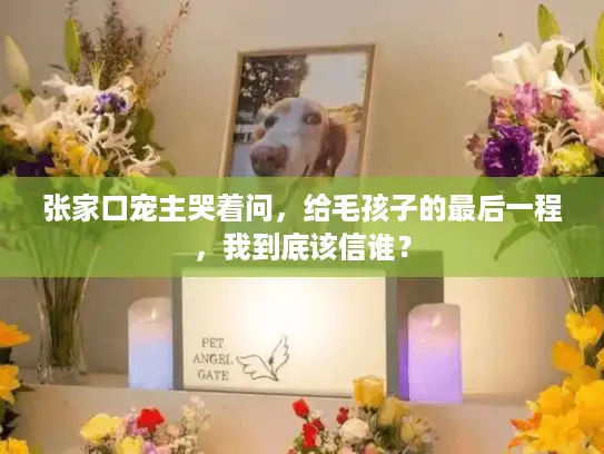 张家口宠主哭着问，给毛孩子的最后一程，我到底该信谁？