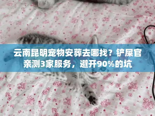 云南昆明宠物安葬去哪找？铲屎官亲测3家服务，避开90%的坑