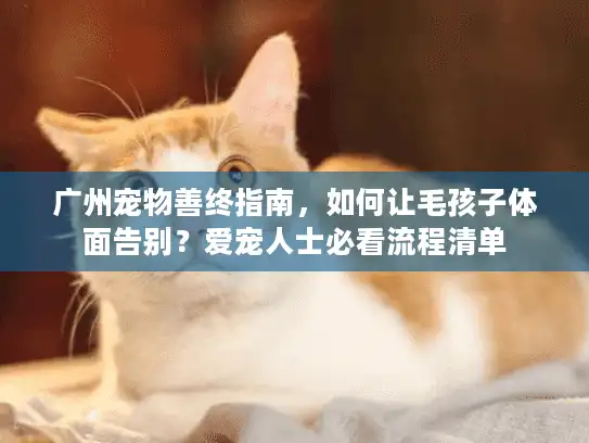 广州宠物善终指南，如何让毛孩子体面告别？爱宠人士必看流程清单