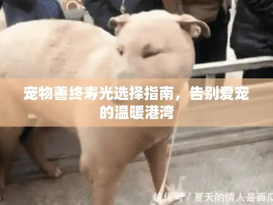 宠物善终寿光选择指南，告别爱宠的温暖港湾