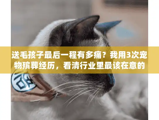 送毛孩子最后一程有多痛？我用3次宠物殡葬经历，看清行业里最该在意的3件事